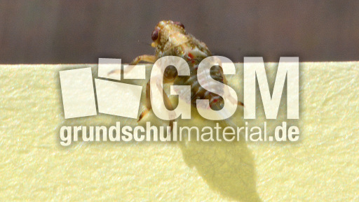 Zikadenlarve (2).jpg